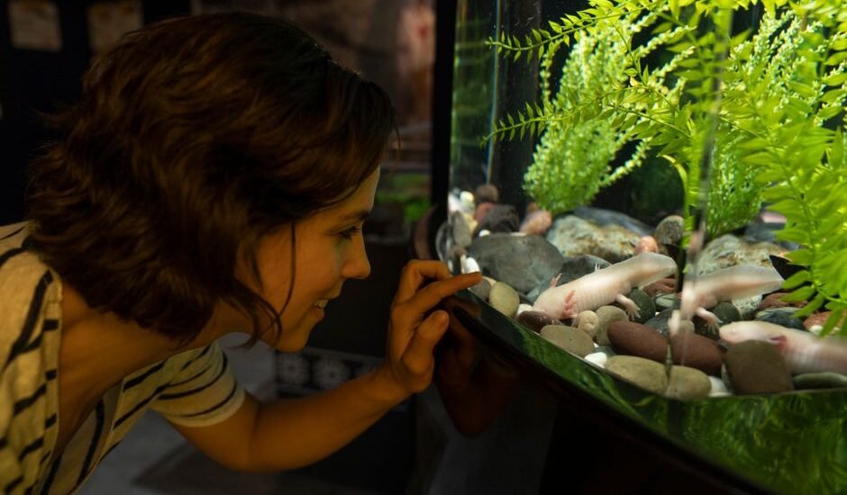 A person examines fish in an aquarium while considering substrate changes.