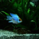 A colorful fish swimming in a planted aquarium, illustrating light spectrum needs for plant growth.