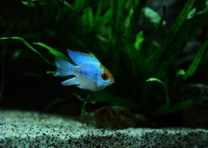 A colorful fish swimming in a planted aquarium, illustrating light spectrum needs for plant growth.
