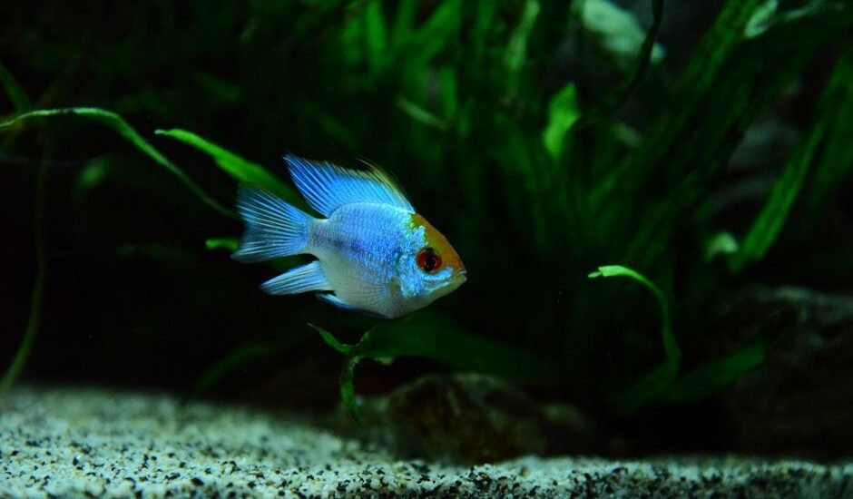 A colorful fish swimming in a planted aquarium, illustrating light spectrum needs for plant growth.