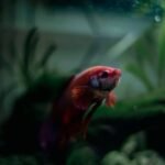 A vibrant fish swimming in a planted aquarium, relevant to liquid fertilizer vs root tabs discussion.