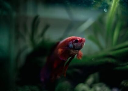 A vibrant fish swimming in a planted aquarium, relevant to liquid fertilizer vs root tabs discussion.
