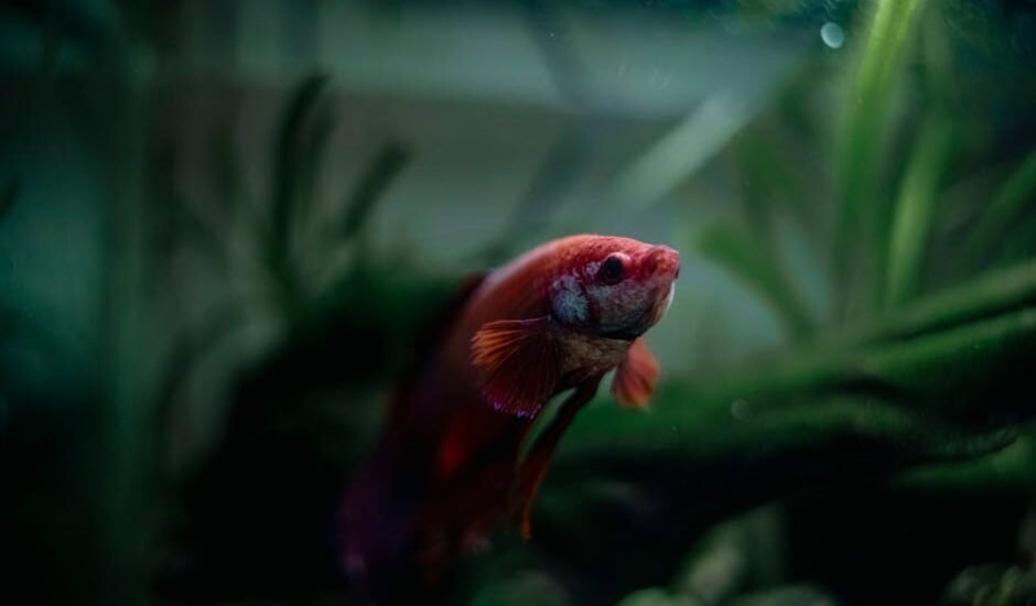 A vibrant fish swimming in a planted aquarium, relevant to liquid fertilizer vs root tabs discussion.