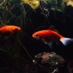 Two goldfish swimming in a rimless fish tank with aquatic plants.