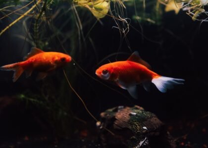 Two goldfish swimming in a rimless fish tank with aquatic plants.