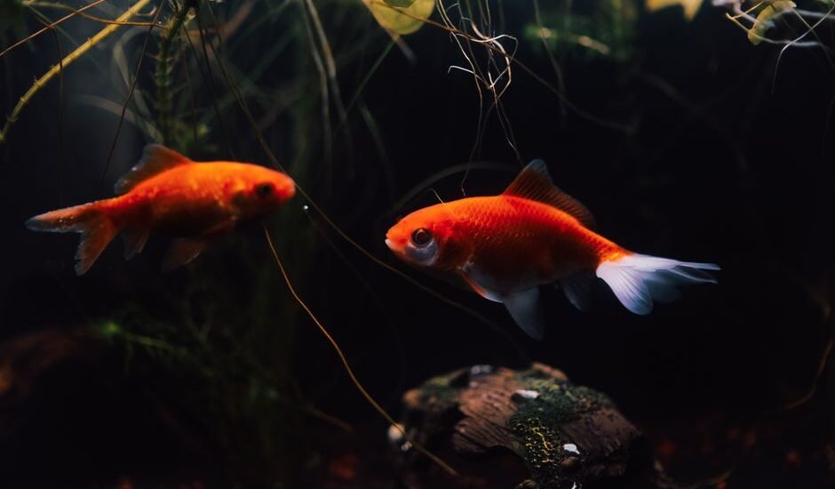 Two goldfish swimming in a rimless fish tank with aquatic plants.