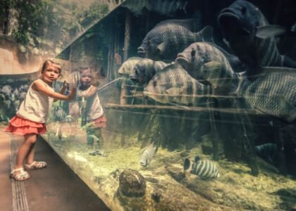 A child looks at fish through aquarium glass, highlighting the importance of cleaning tools.