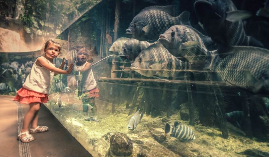 A child looks at fish through aquarium glass, highlighting the importance of cleaning tools.