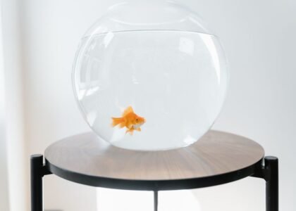 A goldfish swims in a clear bowl on a wooden stand, illustrating aquarium care.
