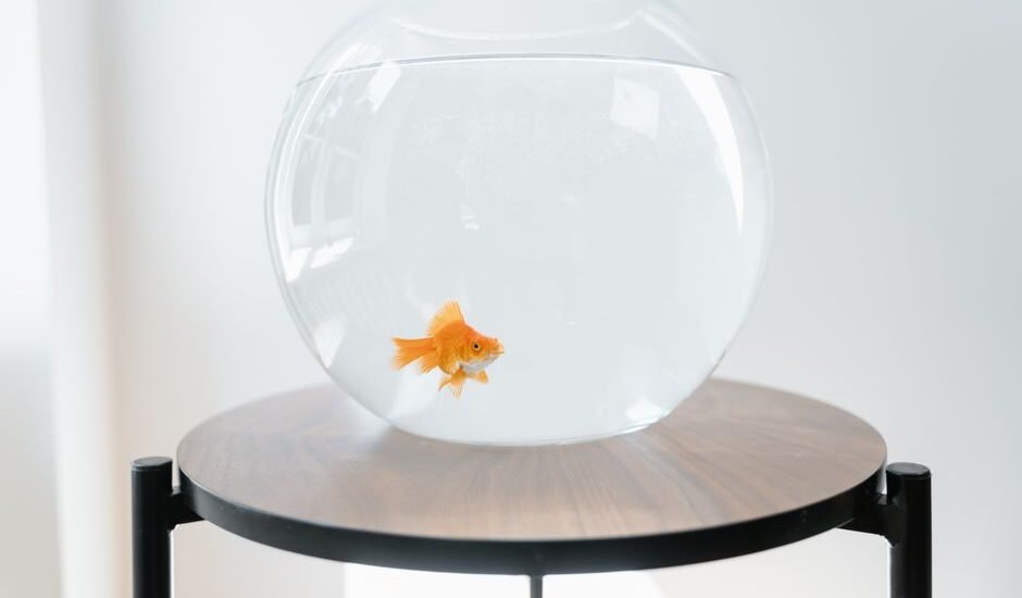 A goldfish swims in a clear bowl on a wooden stand, illustrating aquarium care.