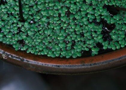 A close-up of a pot filled with vibrant green aquatic plants, relevant to plant pots.