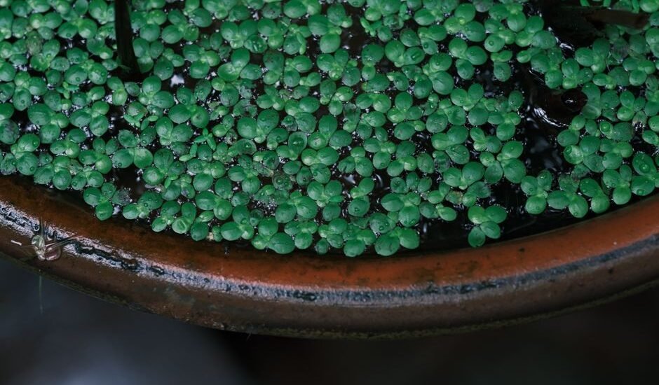 A close-up of a pot filled with vibrant green aquatic plants, relevant to plant pots.