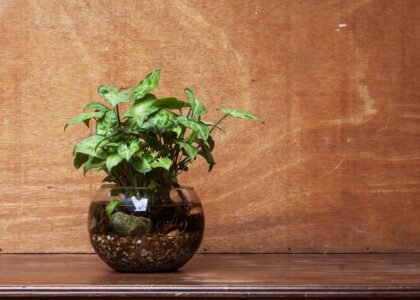 A potted aquarium plant in a glass container, illustrating if aquarium plants can grow in pots.