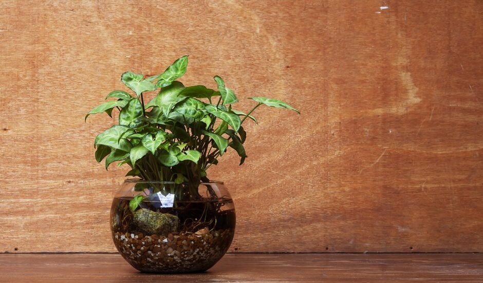 A potted aquarium plant in a glass container, illustrating if aquarium plants can grow in pots.