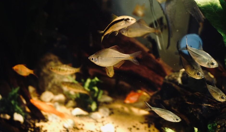 A vibrant aquarium scene showing various fish swimming without a lid, relevant to fish tank care.