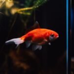 A goldfish swimming in a planted aquarium, illustrating aquatic life relevant to pump discussions.