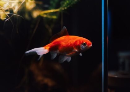 A goldfish swimming in a planted aquarium, illustrating aquatic life relevant to pump discussions.
