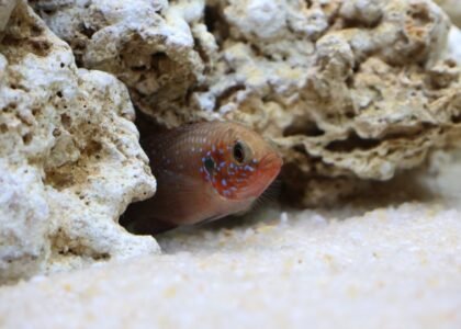 A fish peeking from behind rocks, illustrating a natural aquarium environment for a DIY lid project.