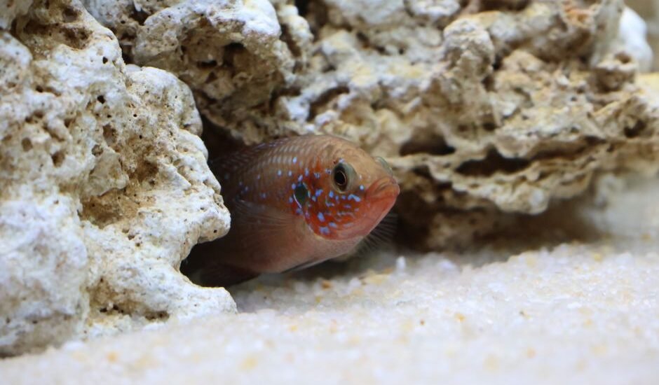 A fish peeking from behind rocks, illustrating a natural aquarium environment for a DIY lid project.