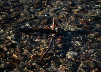 Driftwood submerged in clear water over pebbles, illustrating tannin removal for aquariums.