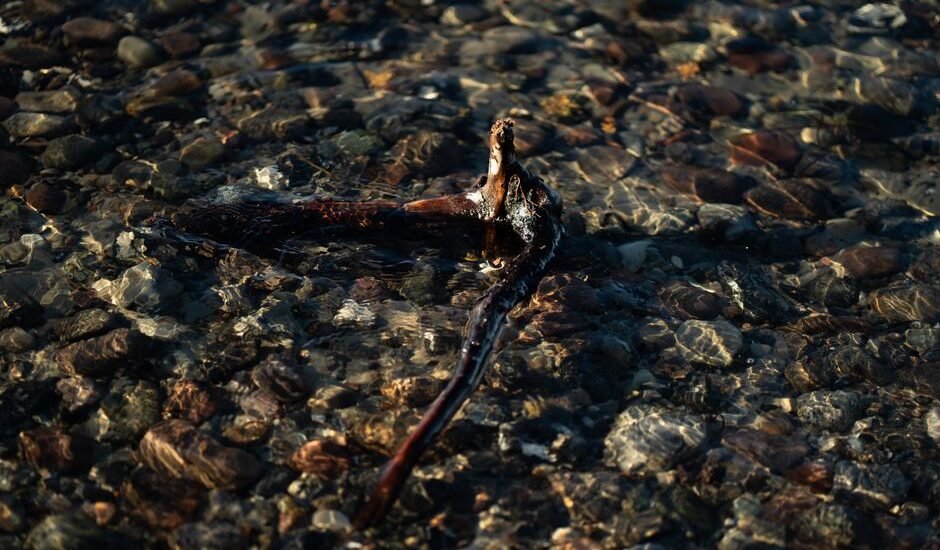 Driftwood submerged in clear water over pebbles, illustrating tannin removal for aquariums.