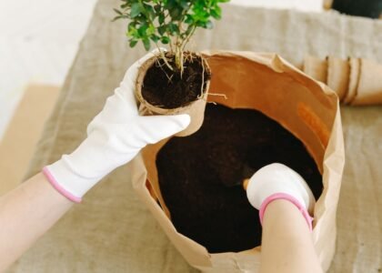 Hands wearing gloves holding a plant pot above a bag of substrate, relevant to rinsing new aquarium sand.